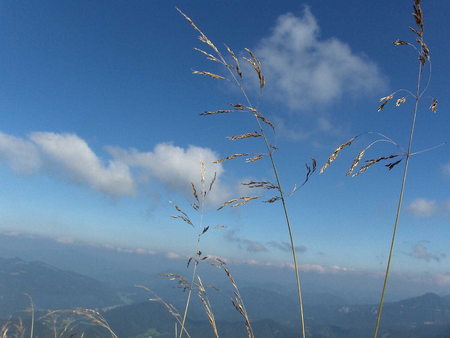 Graeser vor blauem Himmel