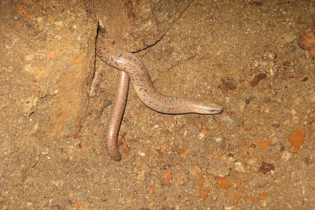 Blindschleiche schlängelt sich im Boden