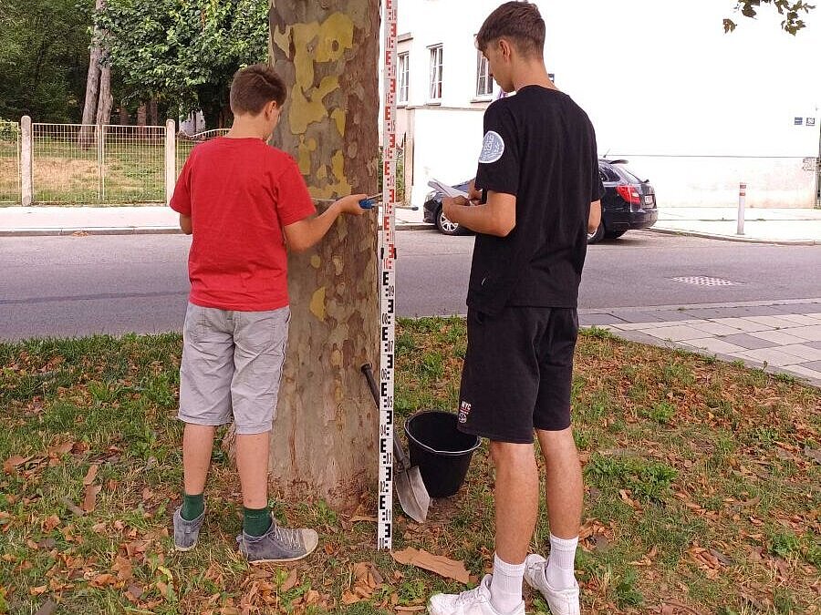 Schüler vermessen einen Baum