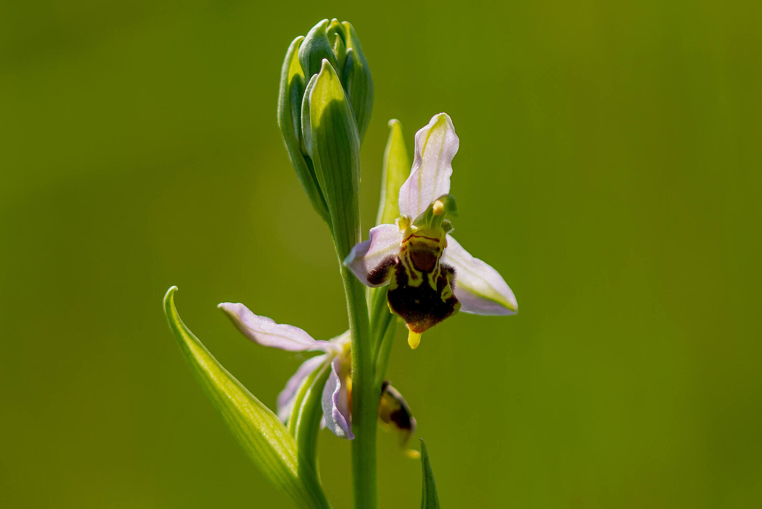 Blüte der Bienen-Ragwurz, eine in Österreich stark gefährdete Orchideenart. 