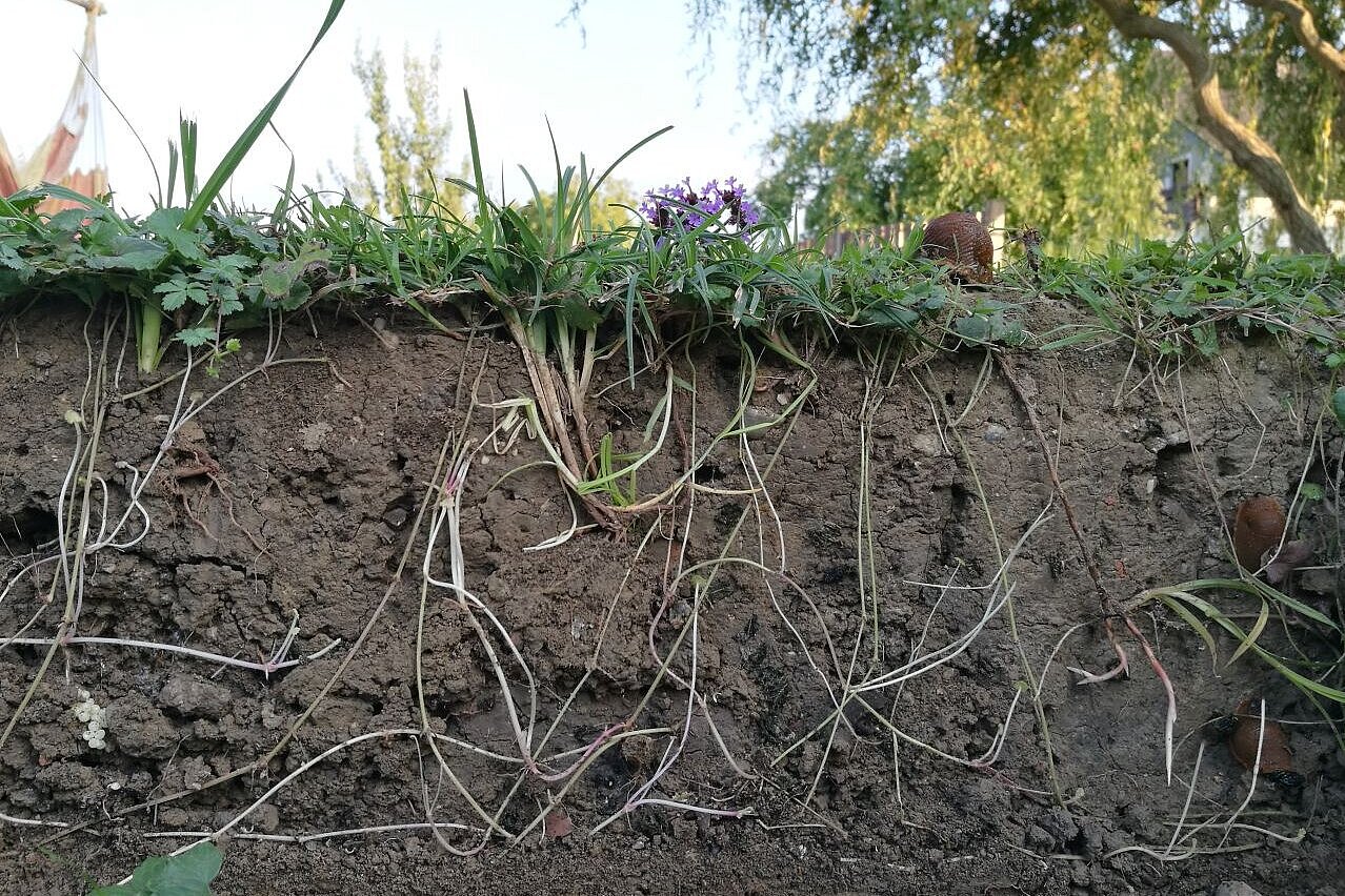 Ein Bodenprofil mit vielen Bodentieren und Wurzeln