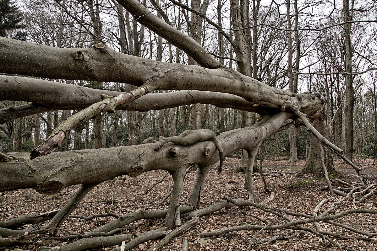 Foto Umgeknickter Baumstamm im Herbstwald