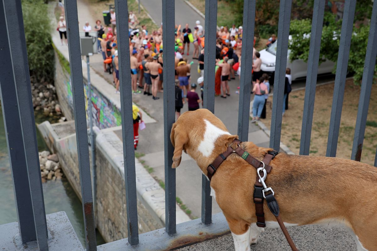 Hund beobachtet Schwimmer:innen am Donaukanal