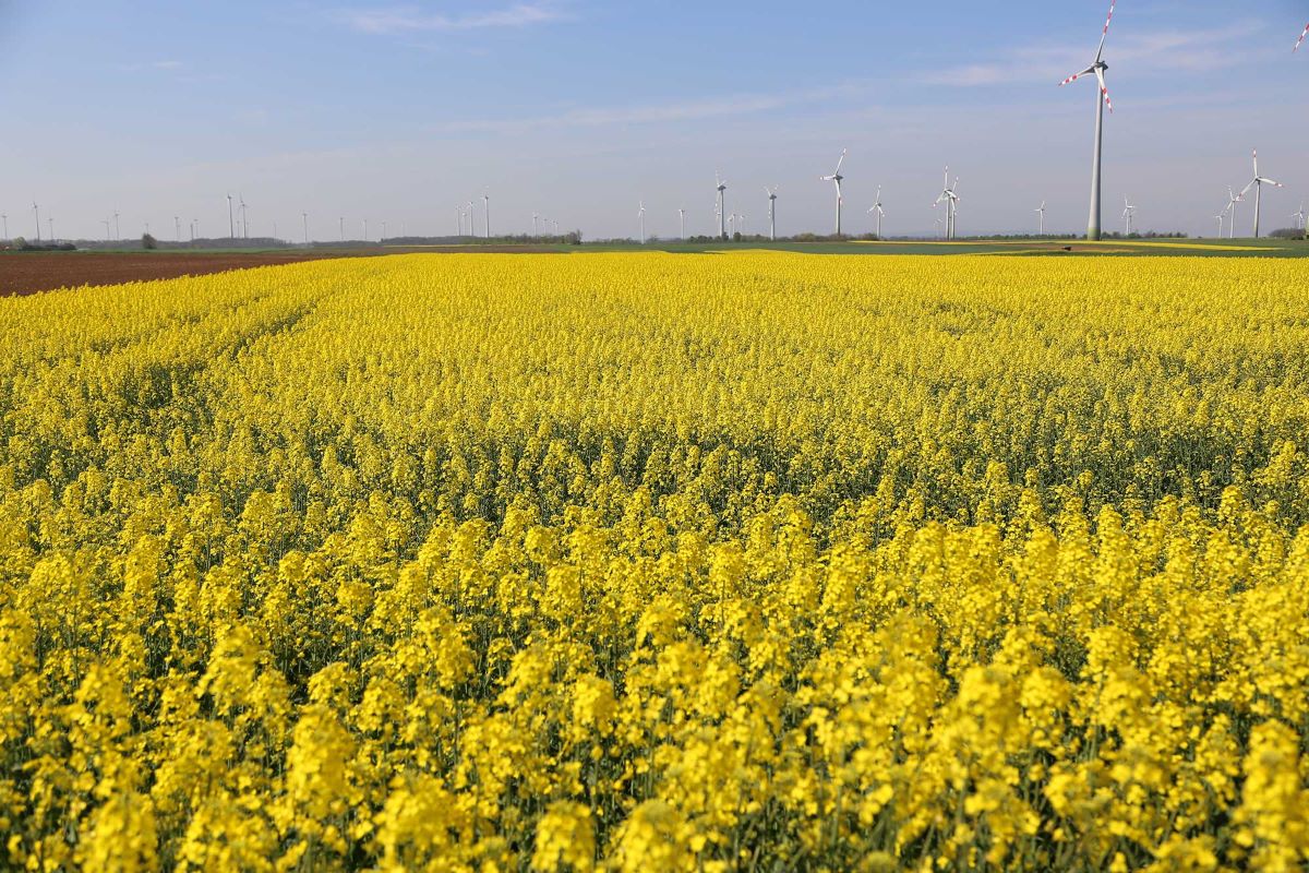 Foto Rapsfeld mit Windräder