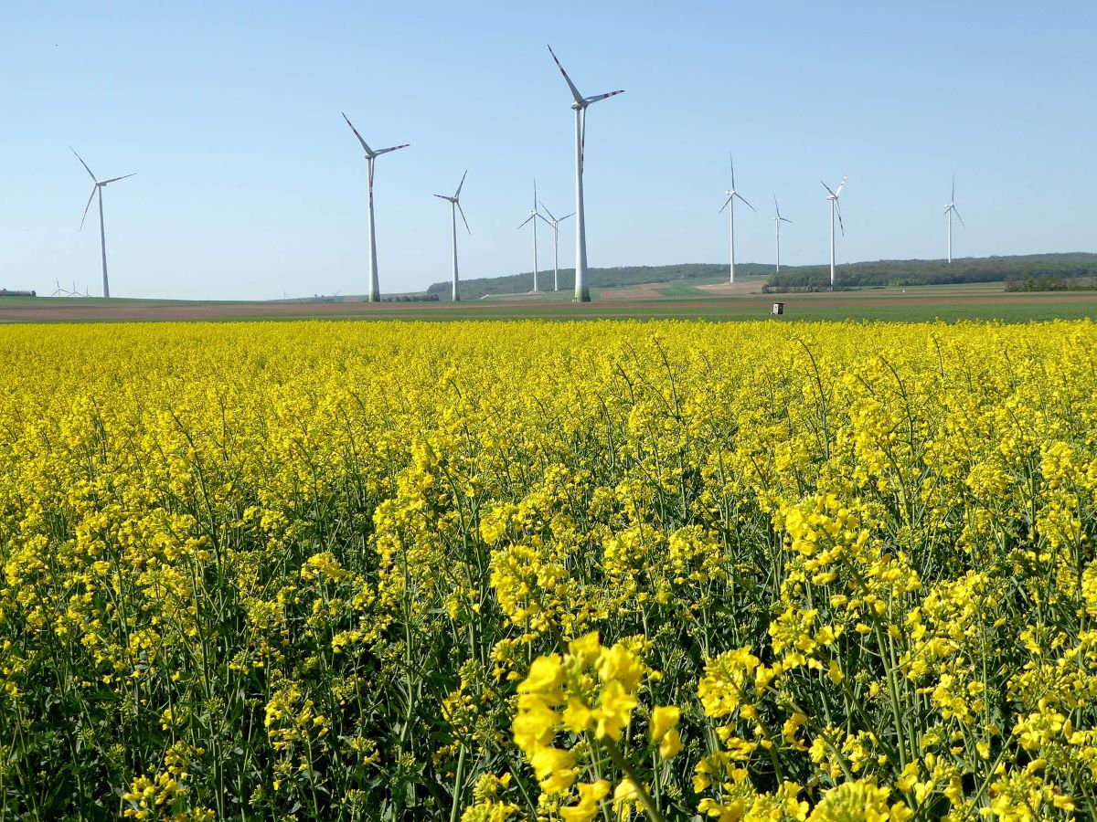 Foto Rapsfeld mit Windräder