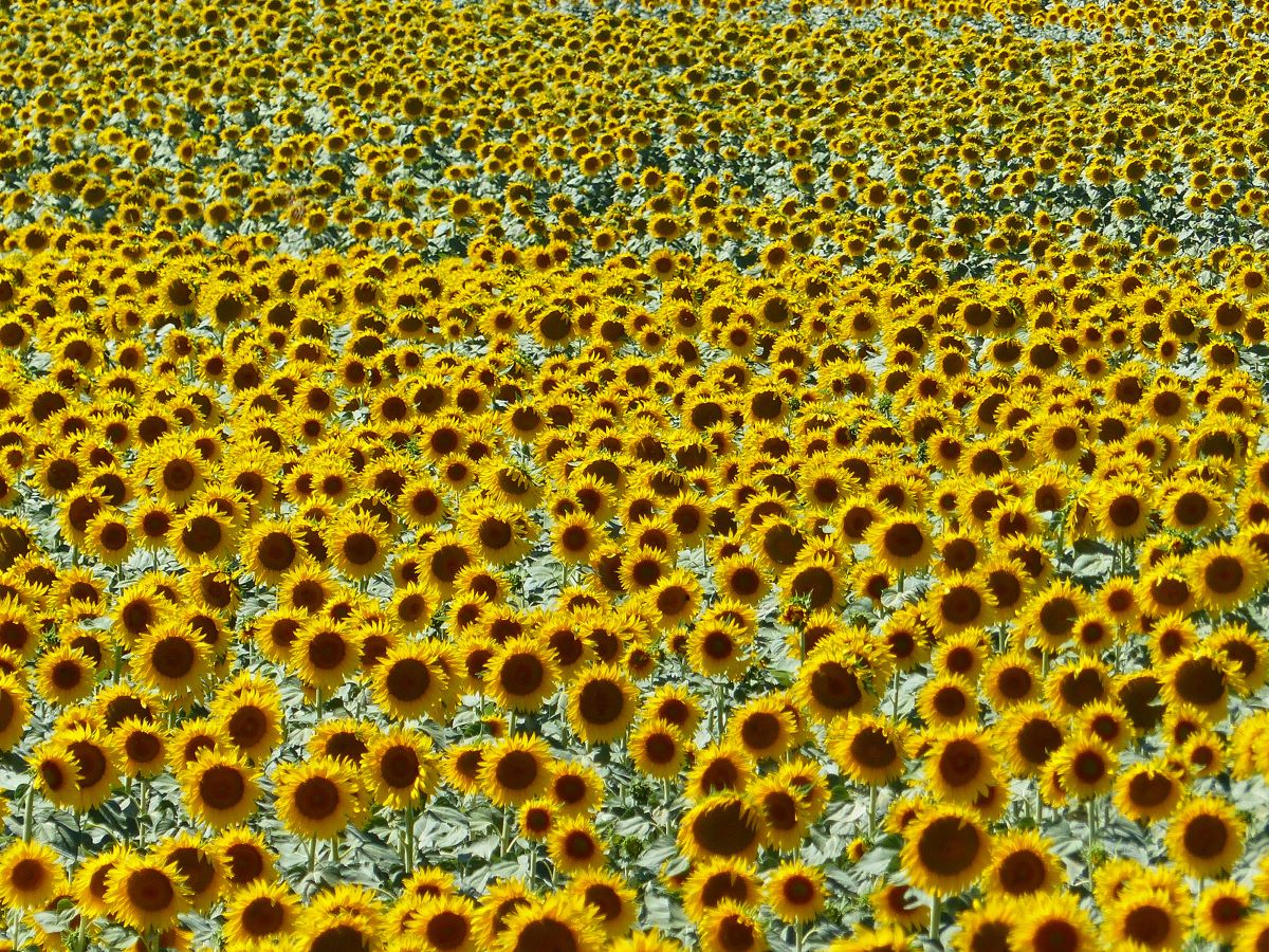 Foto Sonnenblumenfeld