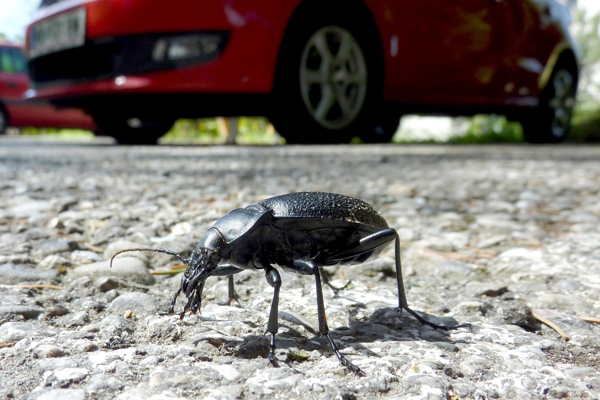 Lederlaufkäfer auf einer Strasse.