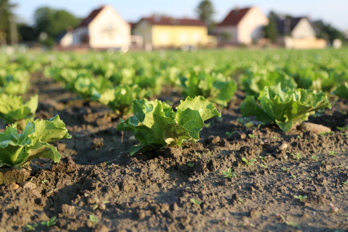Feld mit Jungpflanzen vor einer Stadt