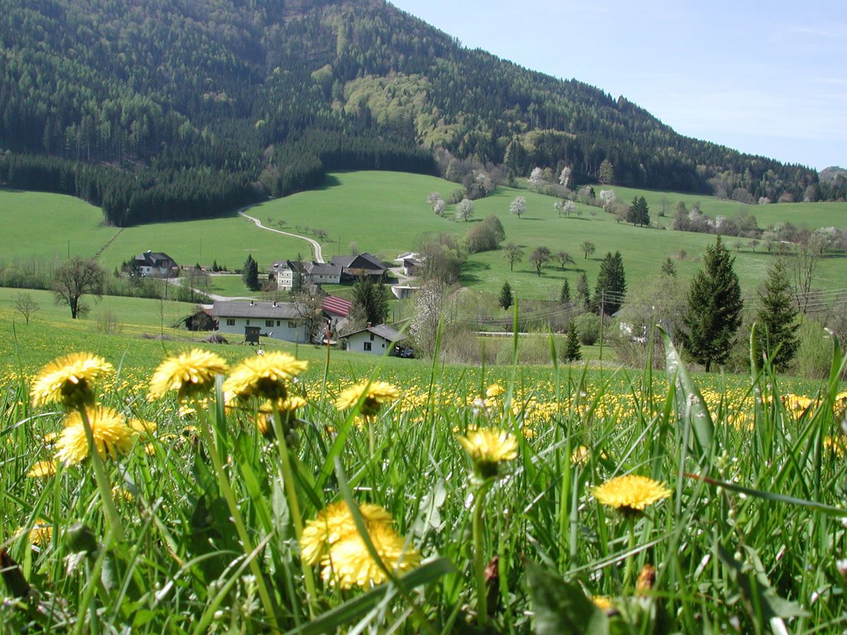 Foto Frühlingswiese mit Dorf