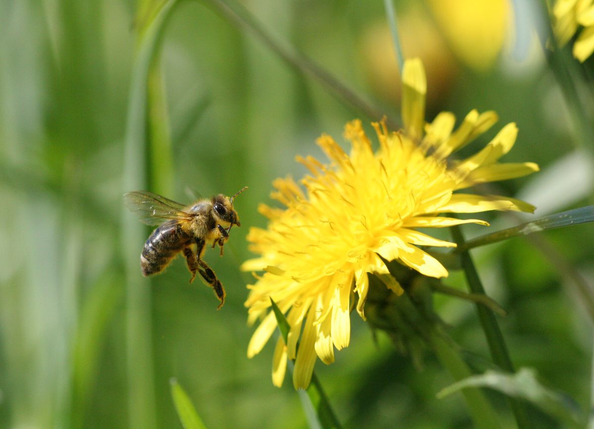 Honigbiene landet auf Löwenzahn.