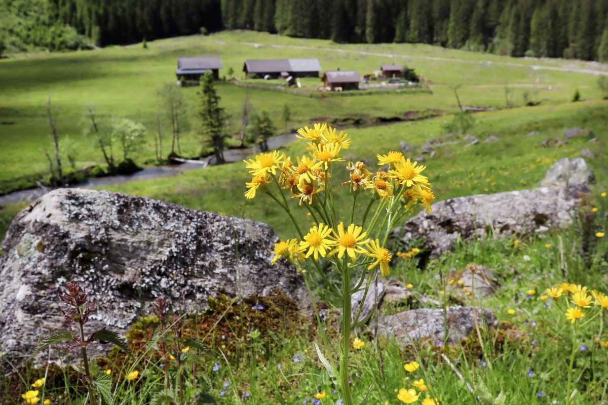 Gelbe Blumen in einer Almlandschaft
