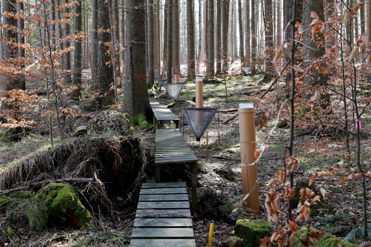 Waldlichtung mit Messutensilien am Zöbelboden