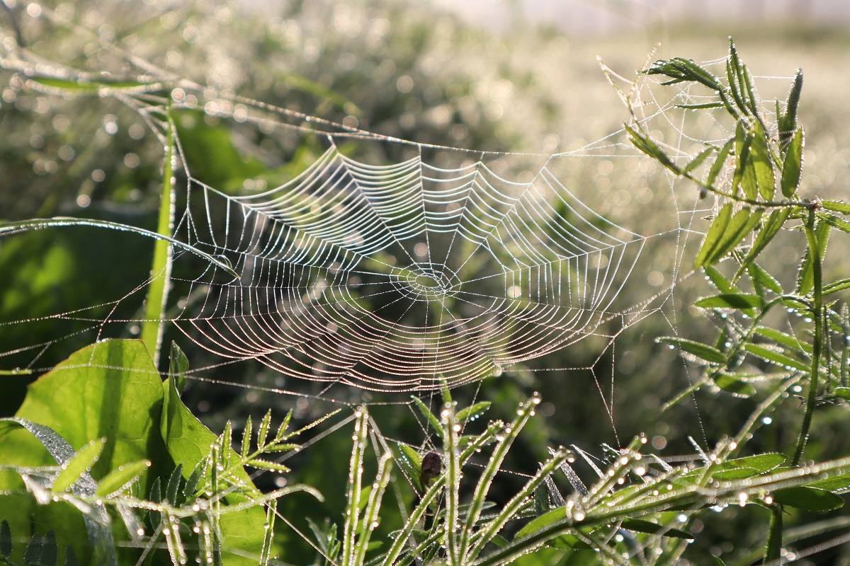 Spinnennetz mit Tautropfen auf einer grünen Wiese.