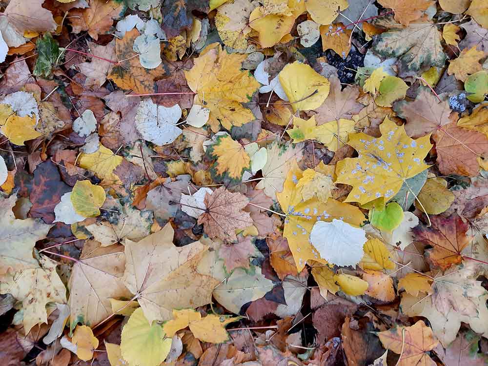 Buntes Herbstlaub