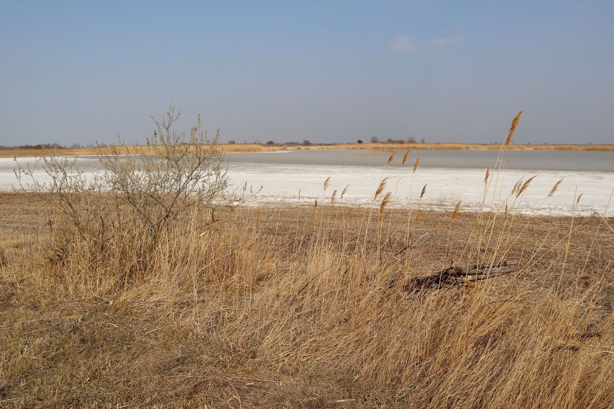 Foto Trockenheit am Neusiedler See