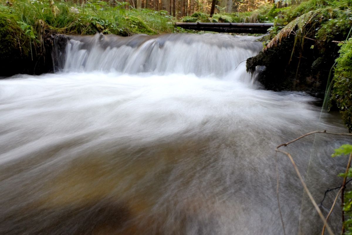 Bach im Wald