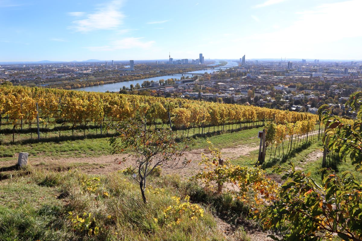 Blick über die Weinberge und Wien