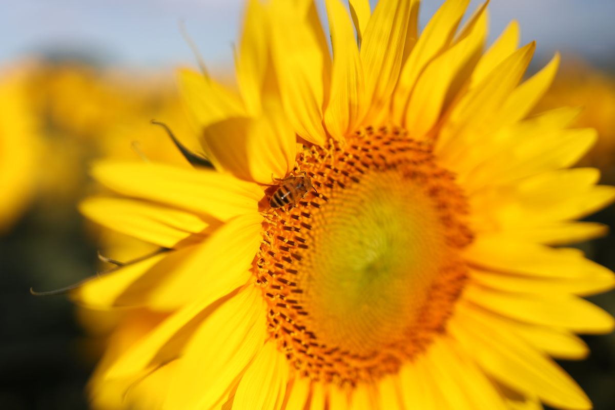 Sonnenblume mit Biene