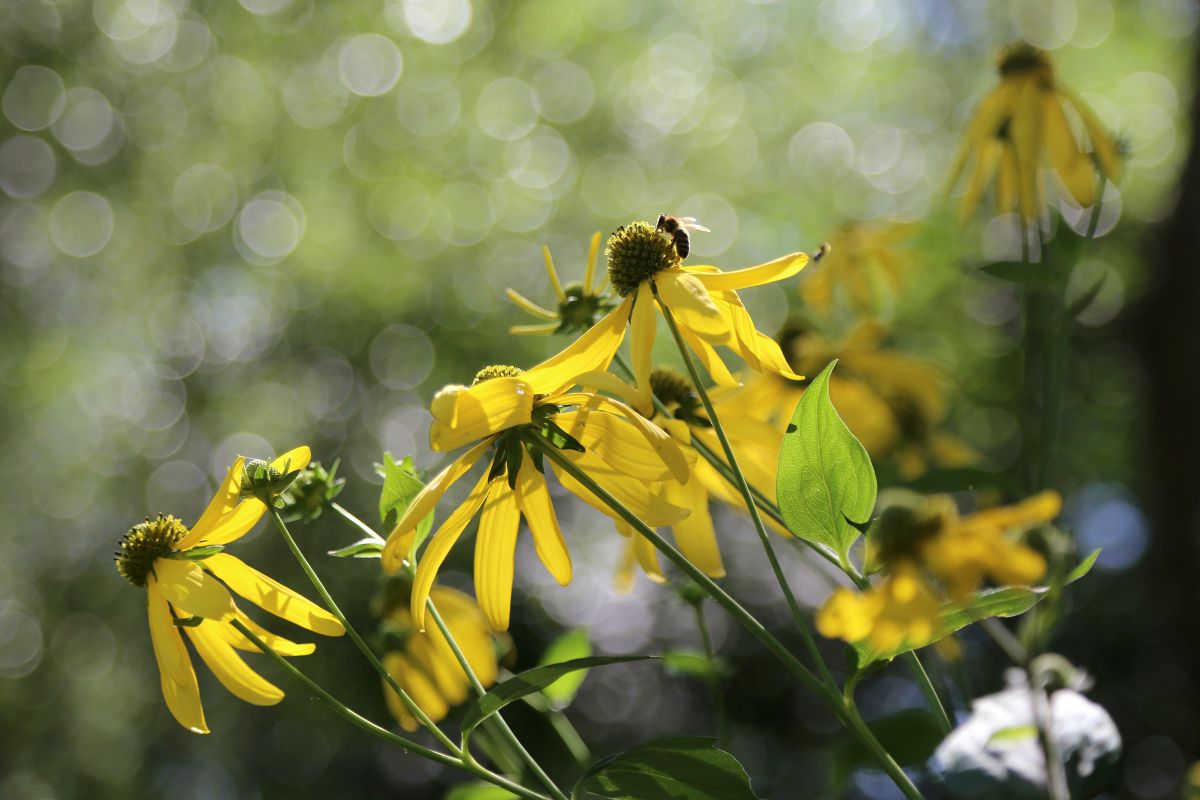 Biene auf gelben Blüten