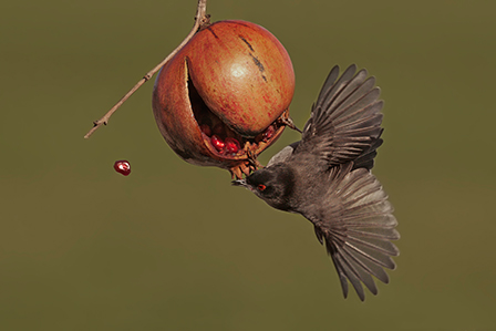 Vogel hängt Kopfüber an einem Granatapfel