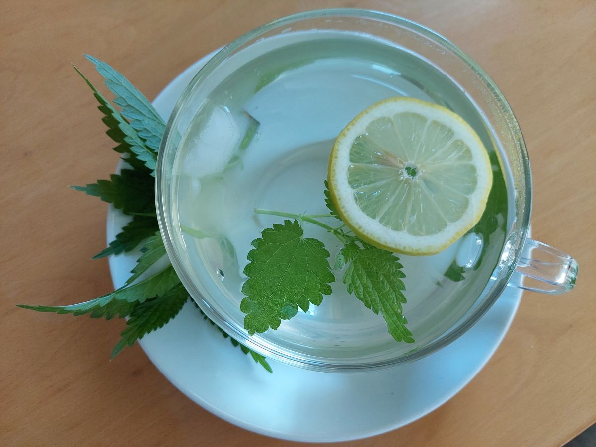 Eine Teeschale mit Brennnessel-Eistee, dekoriert mit einer Zitronenscheibe und zwei Brennnesselblättern.