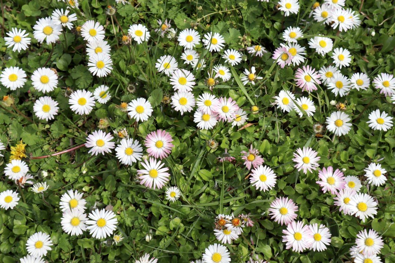 Das Foto zeigt viele Gänseblümchenblüten, von oben fotografiert, auf einer grünen Rasenfläche.