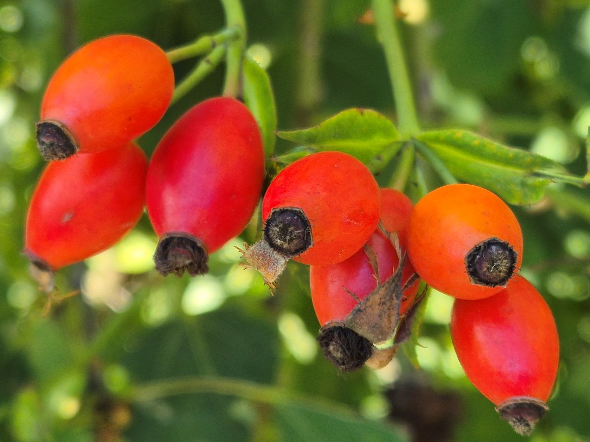 Rote Hagebuttenfrüchte.