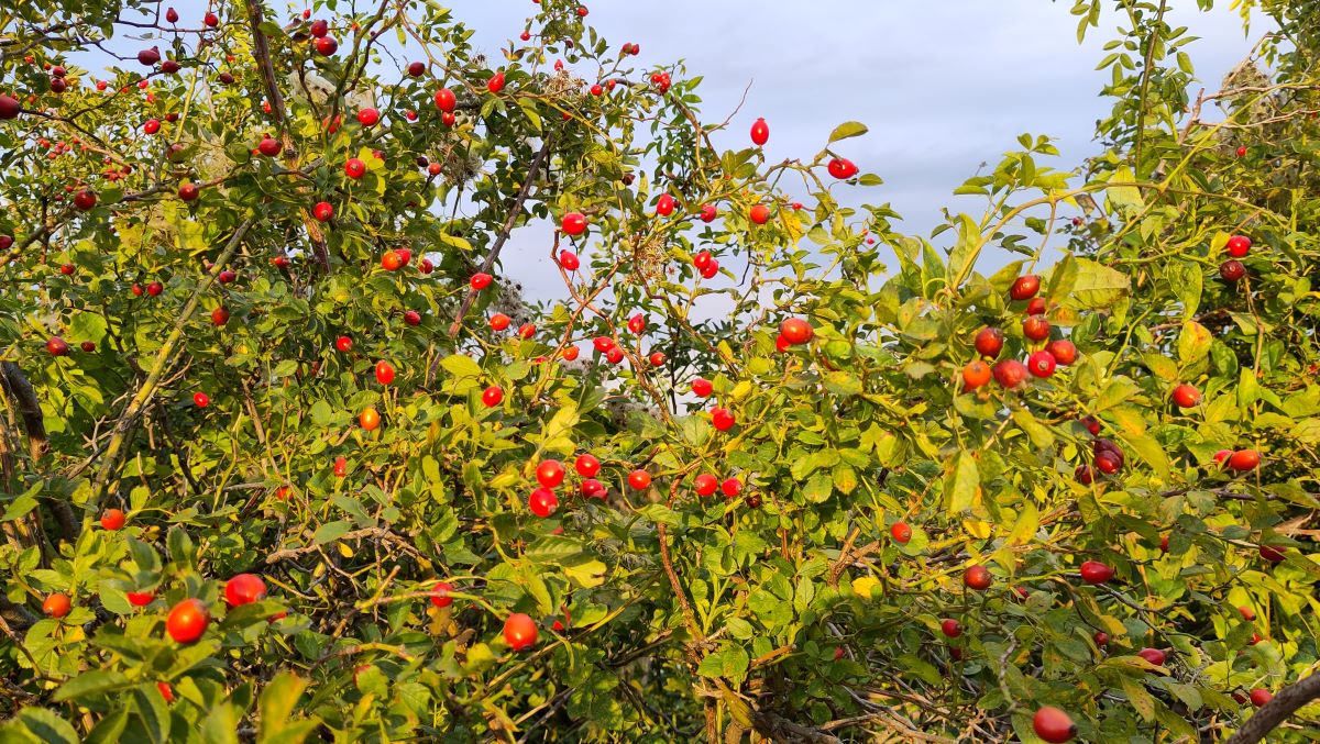 Hagebuttenstrauch mit roten Früchten.