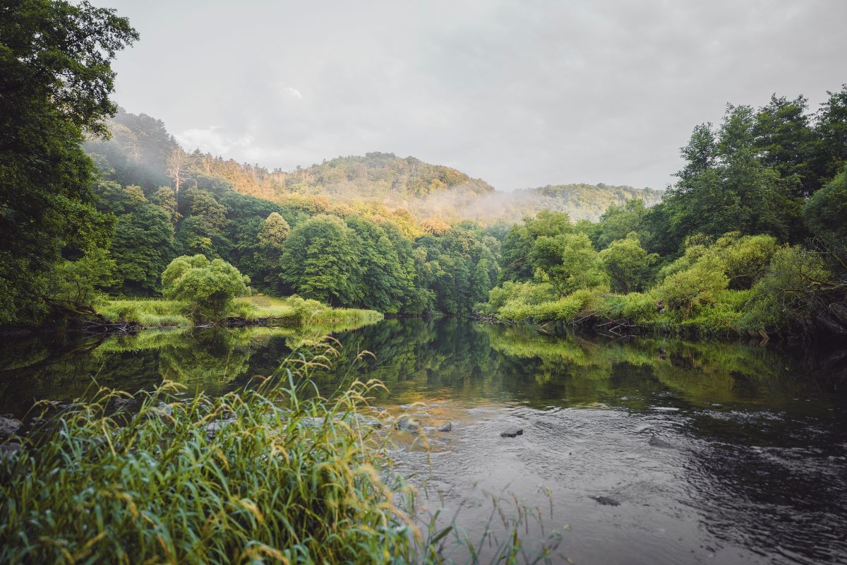 Blick auf die Wasserfläche der Thaya und die angrenzenden Uferbereiche.