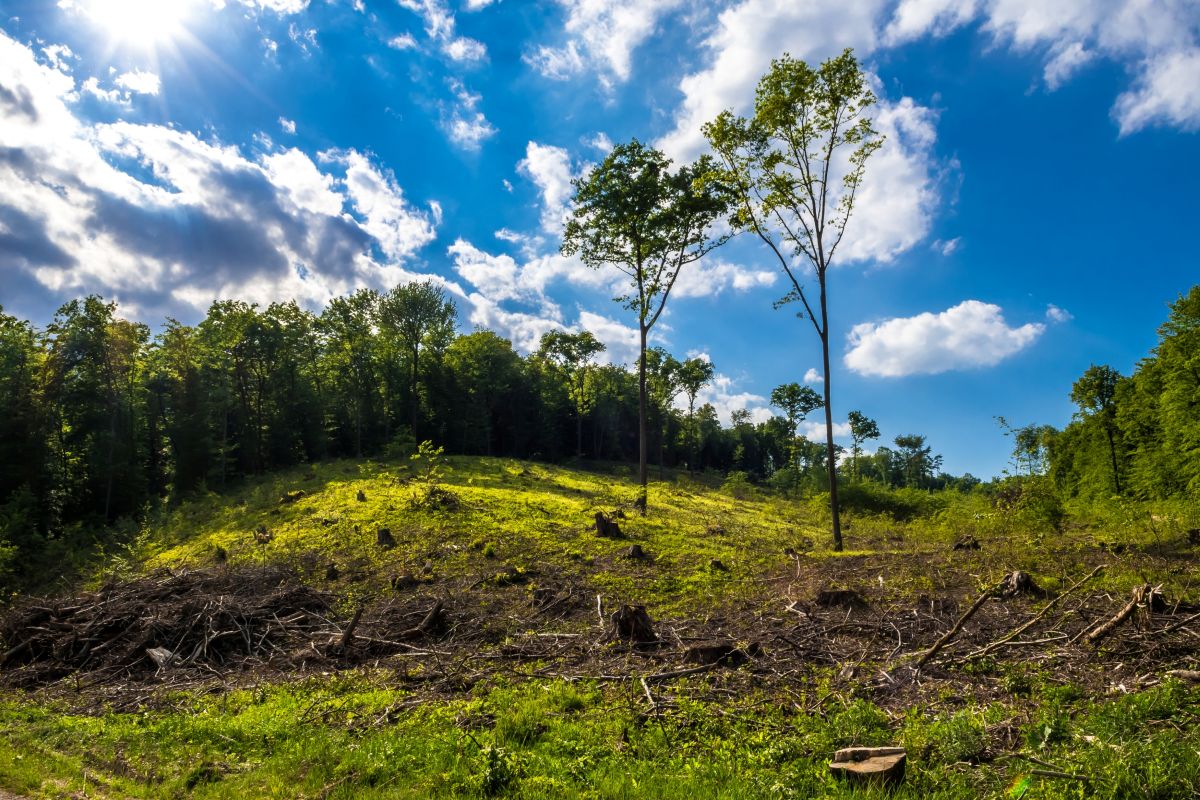 Foto Wald mit geschlägerter Fläche