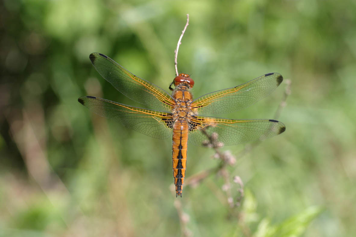 Foto Libelle Spitzenfleck