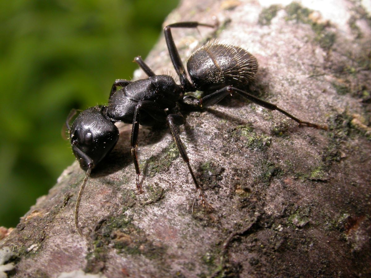 Foto Camponotus vagus
