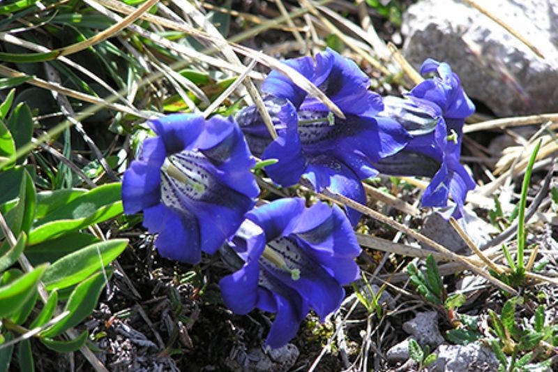 Gentiana clusii – a cold-loving Alpine plant Gentiania Clusii (Clusius Enzian) - eine blaue, kälteliebende Alpenpflanze