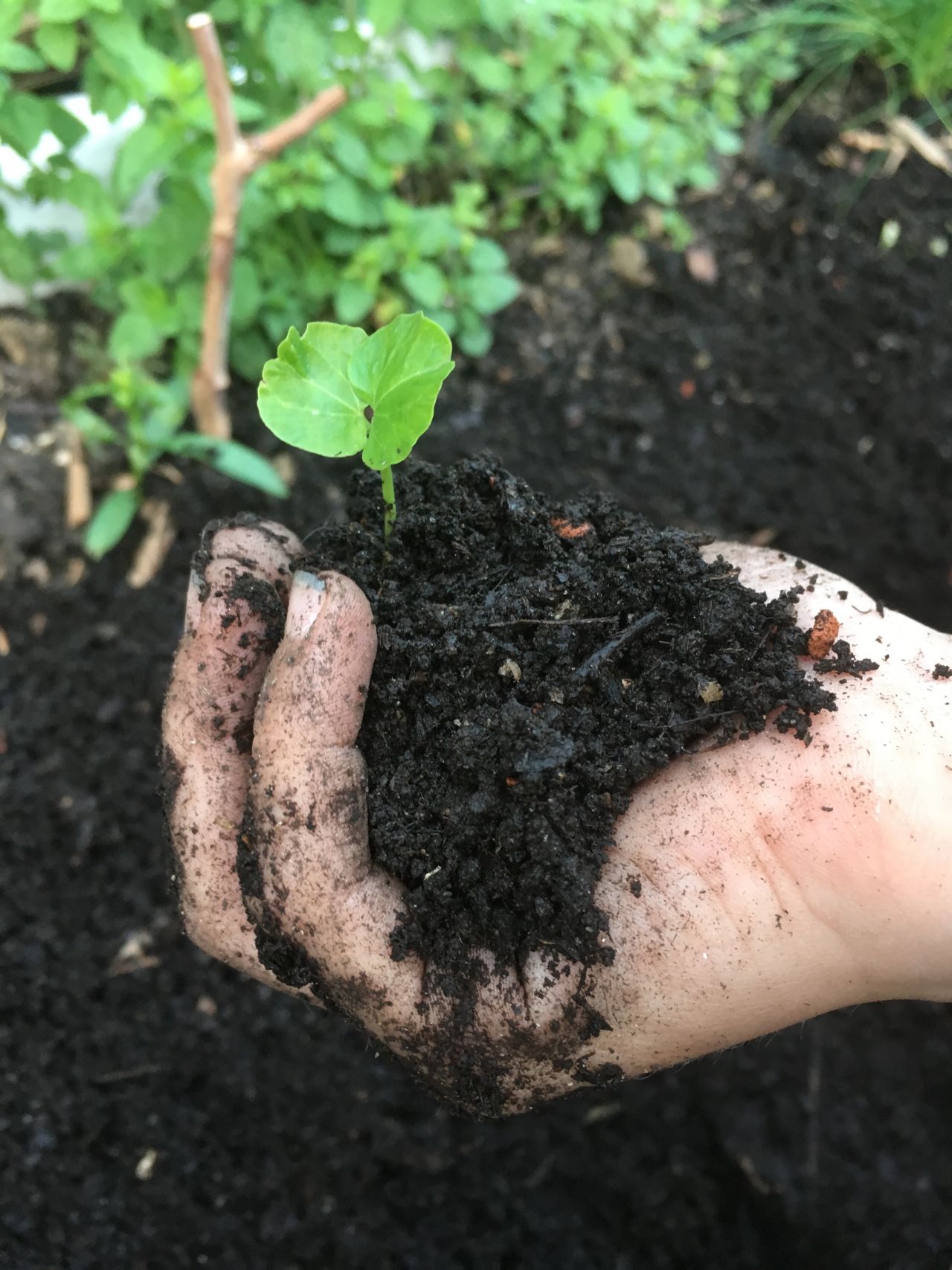 Eine Hand hält viel Boden mit einer grünen Pflanze