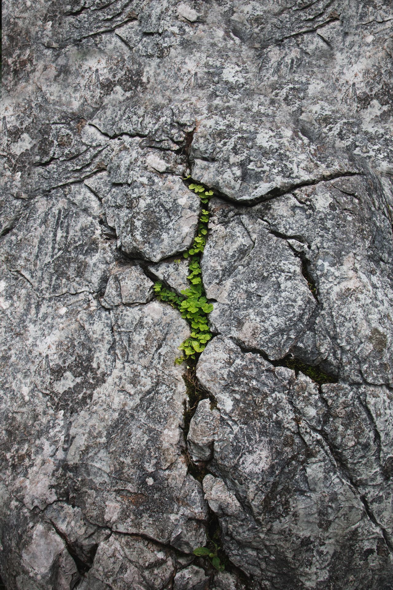 Boden und Pflanzen entwickeln sich auf einem Felsen