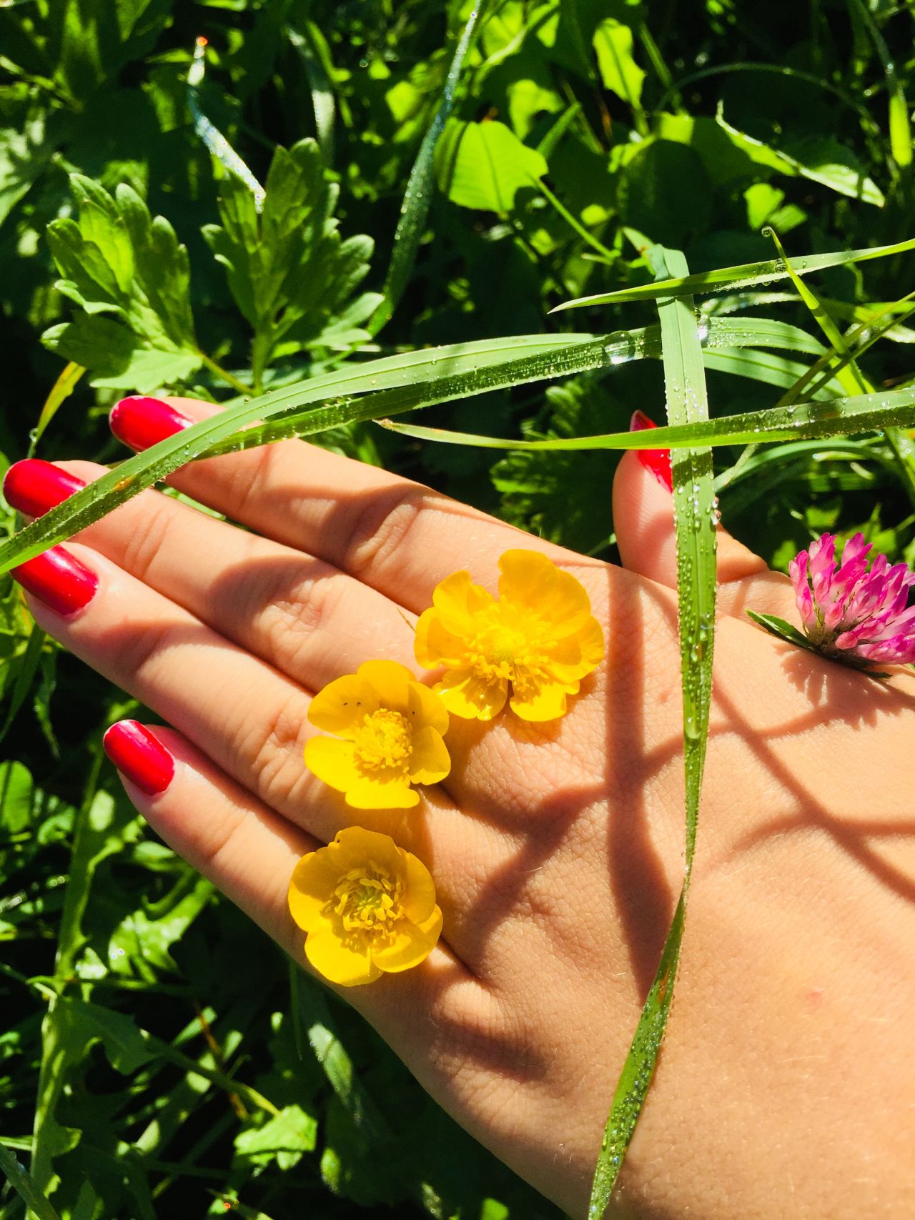 eine Mädchenhand hält bunte Blumen in einer Wiese