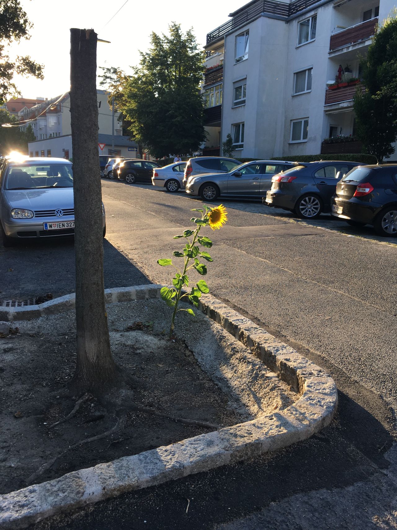 Eine Sonnenblume mitten auf einem Parkplatz