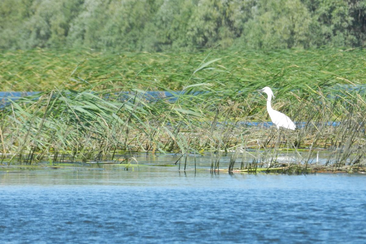 Heron on the beleu-manta lake in Moldowa.