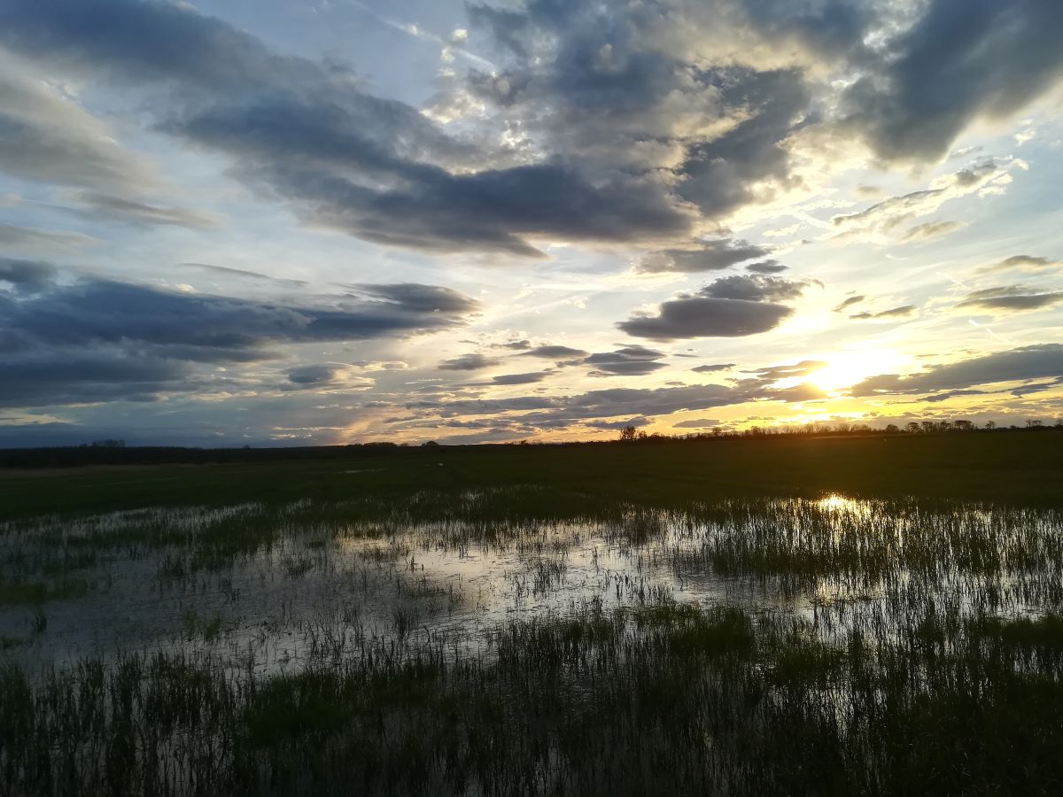 Feuchtwiesen im Hanság, Nationalpark Neusiedler See - Seewinkel. Abendstimmung bei den überschwemmten Feuchtwiesen im Hansag, Nationalpark Neusiedler See - Seewinkel.