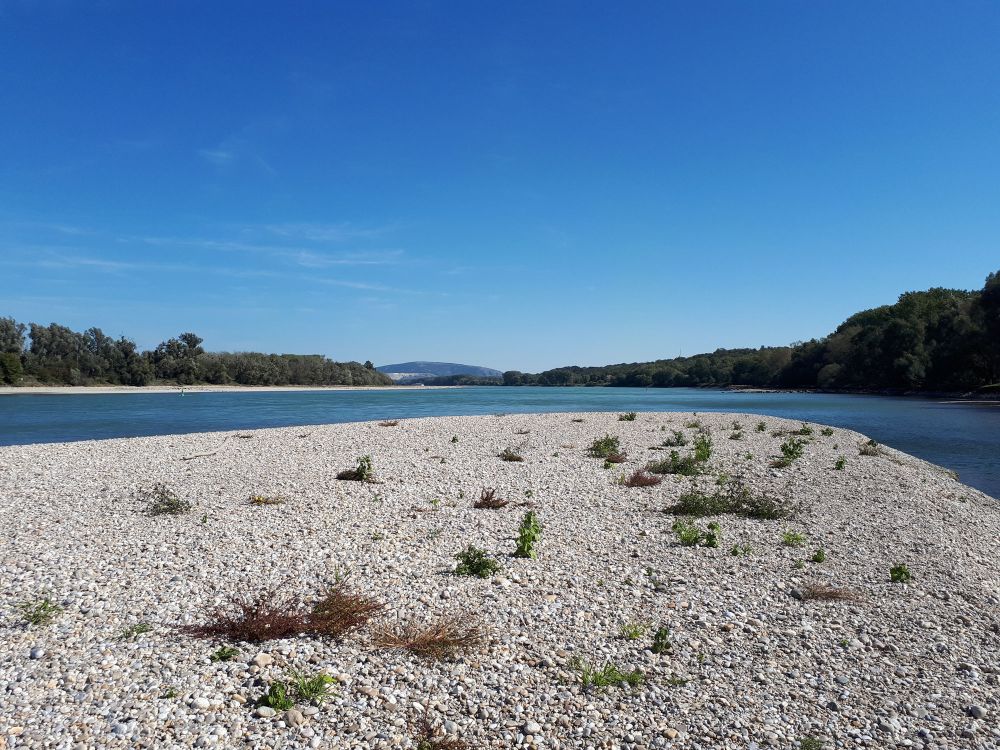 Foto Donau Niedrigwasser